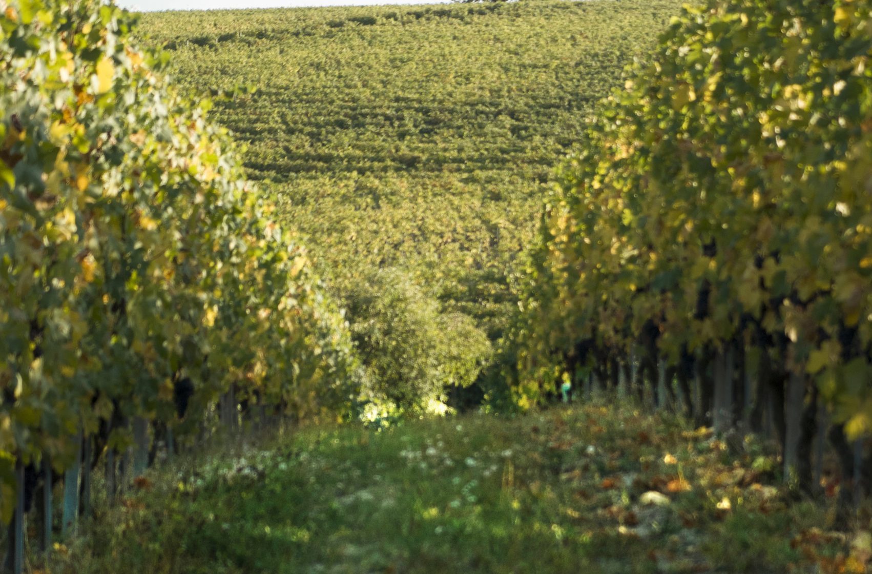 vineyards in barolo at borgogno winery