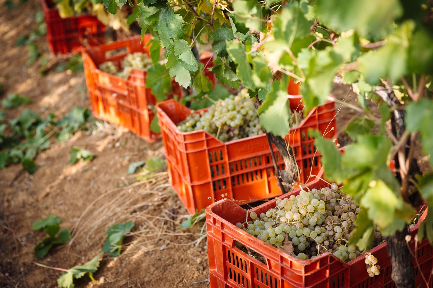 experience grape harvest