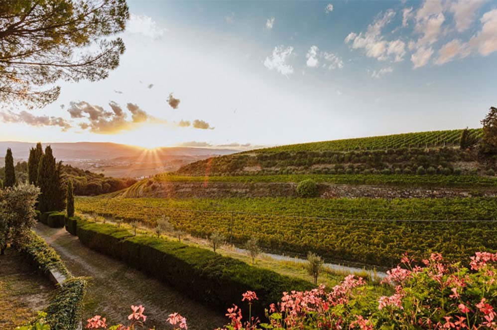 vigneto chianti divinea