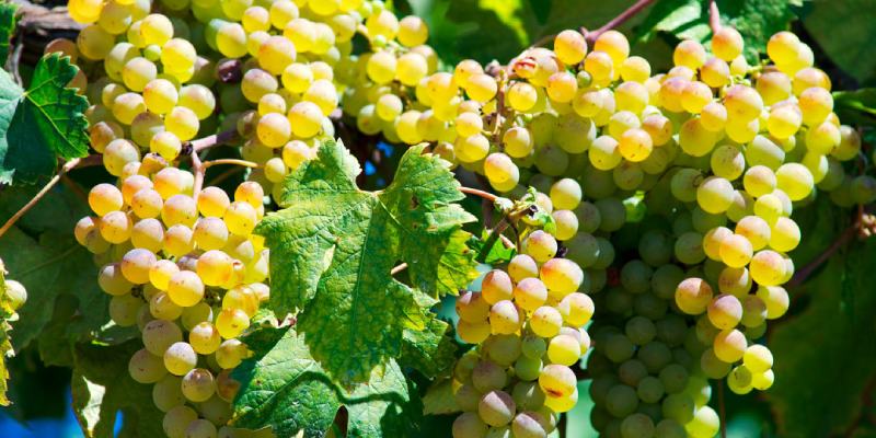 Vermentino di Sardegna 