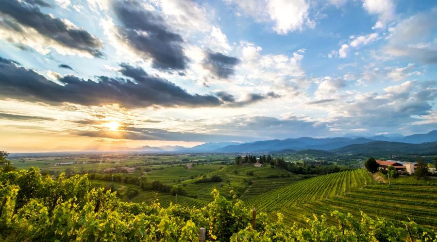 cantine in friuli venezia giulia