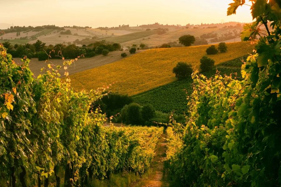 cantine nelle marche