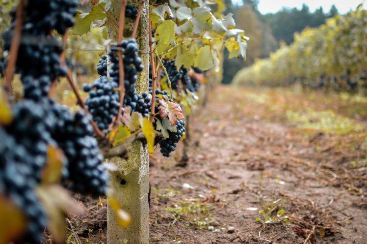 Pinot noir grape variety