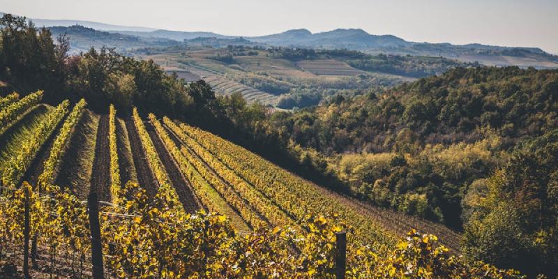 Cantine in friuli venezia giulia