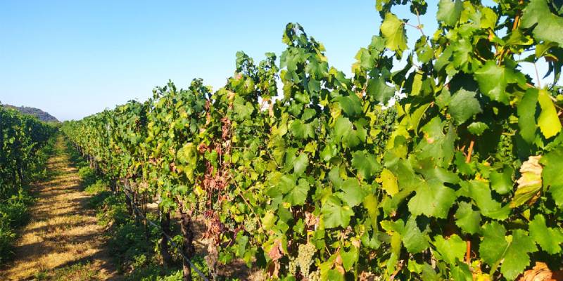 riscaldamento globale vigneti