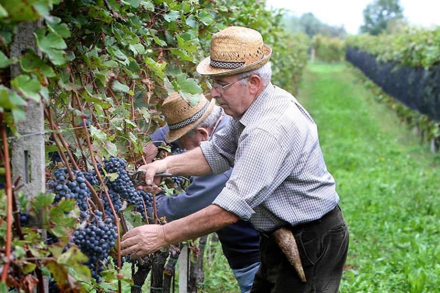 Vendemmia