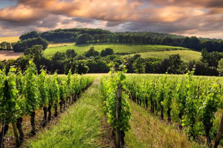 climate change wine