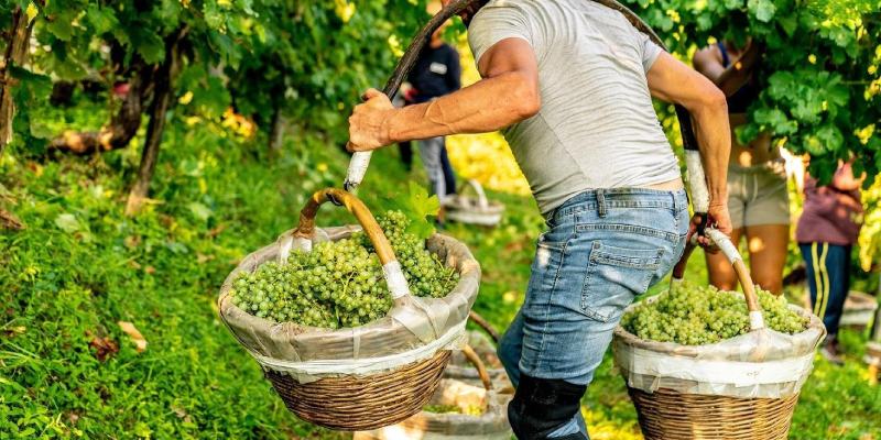 Vendemmia