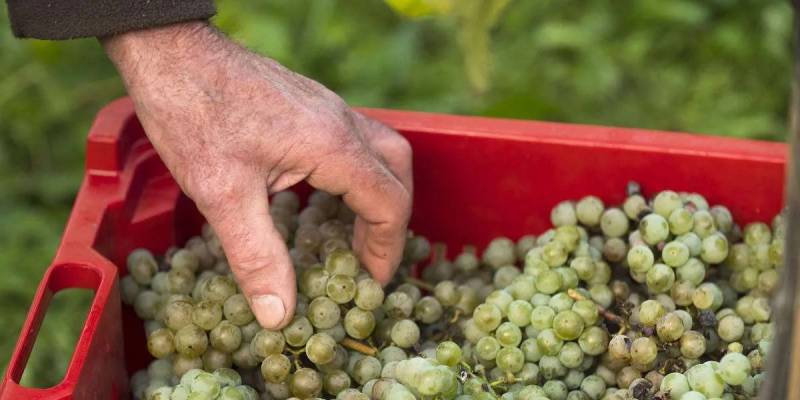 l'agricoltura dei vitigni piwi