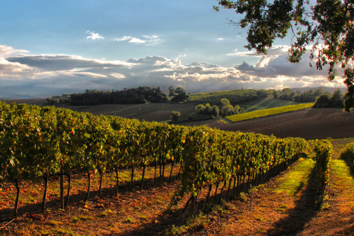 Wineries near Perugia