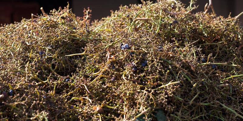 raspi uva riutilizzo scarti lavorazione uva