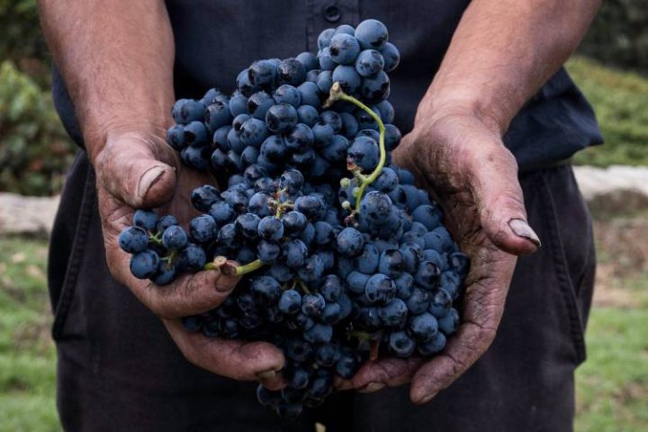 recover grapes waste
