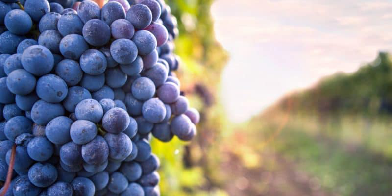 Sagrantino di Montefalco