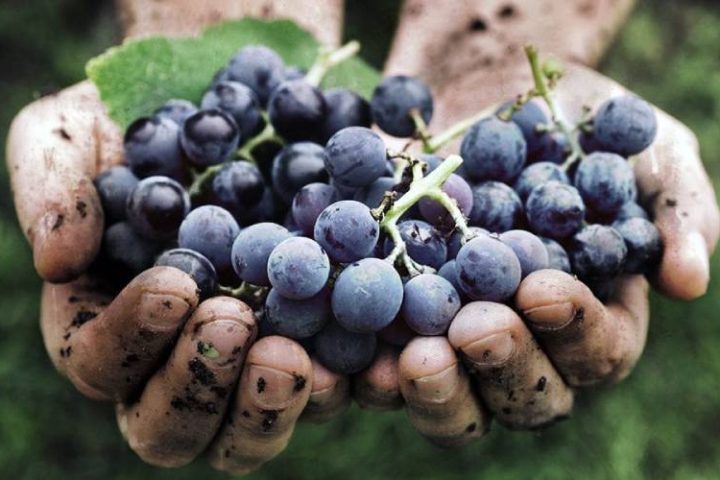 organic wine