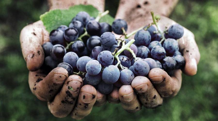 organic wine