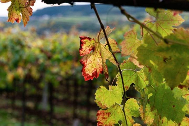 food and wine tourism