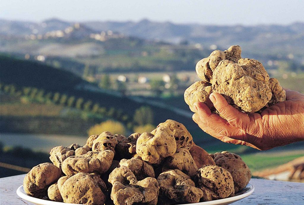 Fiera del Tartufo Bianco e vini delle Langhe: 14 Cantine da visitare ad Alba e dintorni
