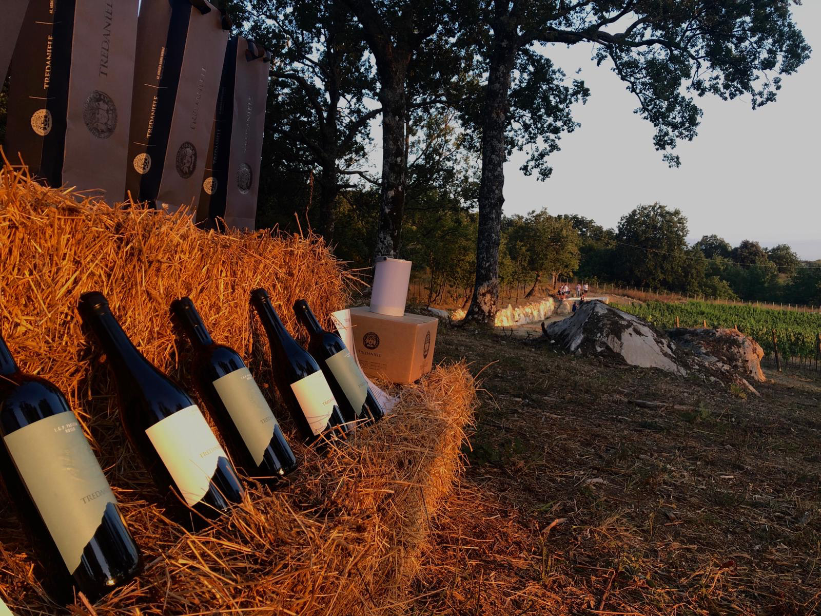 Tredaniele Degustazioni Vini - Divinea